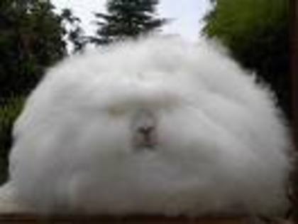 ddddddddddddd - iepuri angora