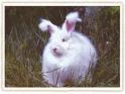 images - iepuri angora