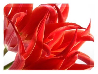 flacara rosie - LALELE