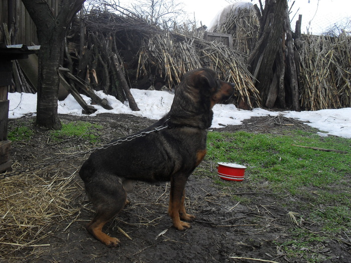 SDC10840 - paznicul casei