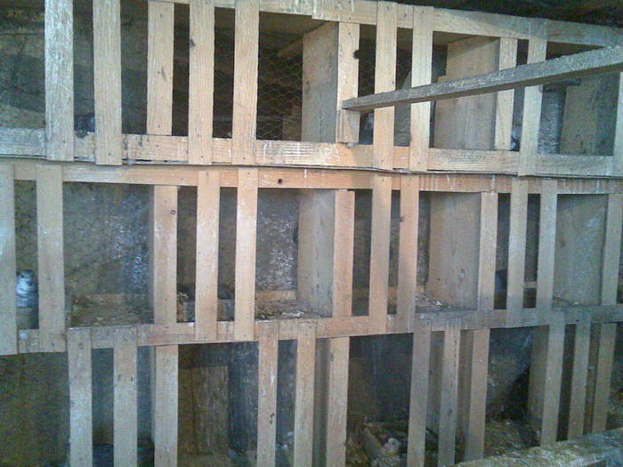 Boxele; Cateva din ele
