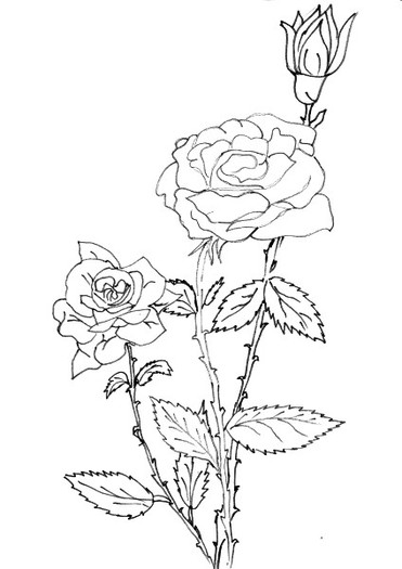 Flori_trandafiri - Desene de Colorat