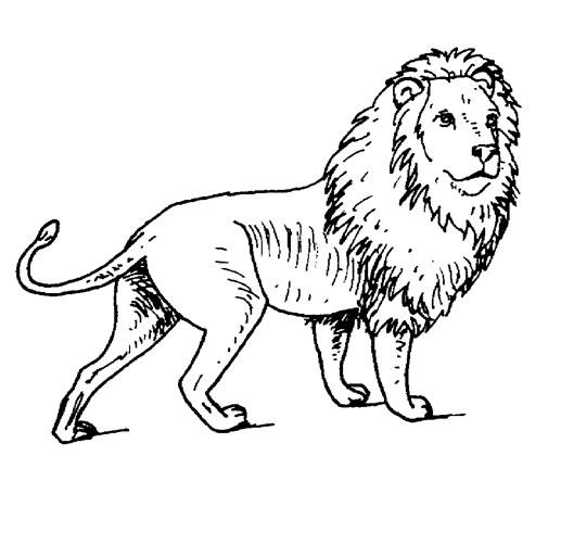 lion - Desene de Colorat
