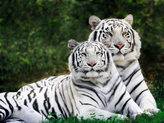 resize - tigri si animale dragute siamuzante