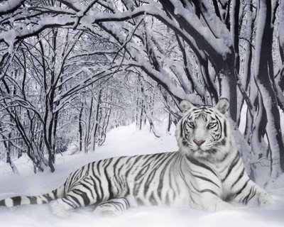 tigru_alb_1280_x_1024 - tigri si animale dragute siamuzante