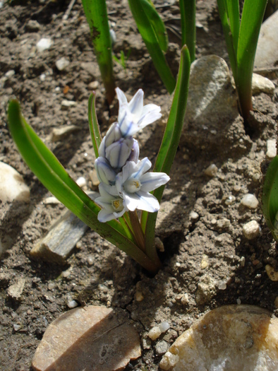 Puschkinia scilloides (2010, April 01) - PUSCHKINIA Scilloides