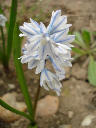 Puschkinia scilloides (2010, April 05) - PUSCHKINIA Scilloides