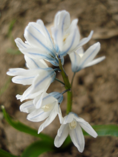 Puschkinia scilloides (2010, April 05) - PUSCHKINIA Scilloides