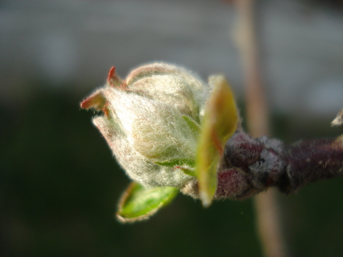 Apple Tree Buds_Mugurasi (2010, Mar.30) - Apple Tree_Mar Summer Red