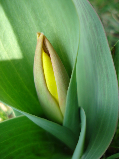 Tulipa Stresa (2010, March 22) - 03 Garden in March