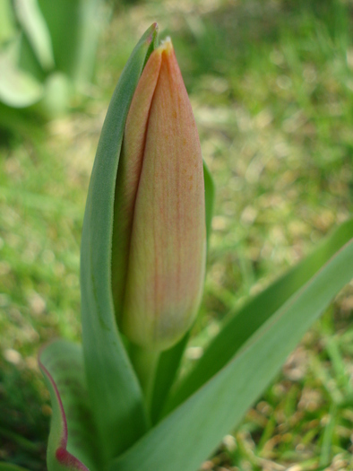 Tulipa Stresa (2010, March 24) - 03 Garden in March
