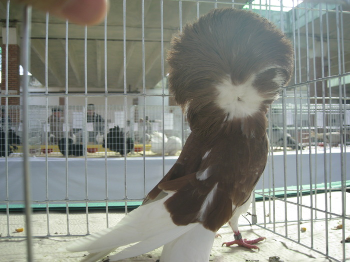 IMG_4277 - Sannicolau Mare Pasti 3-5 apr 2010