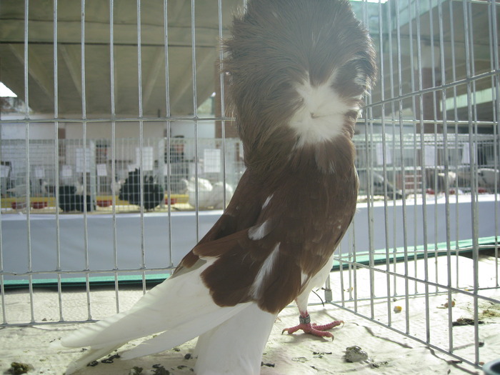 IMG_4278 - Sannicolau Mare Pasti 3-5 apr 2010