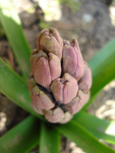 Hyacinthus_Zambila (2010, March 25) - 03 Garden in March