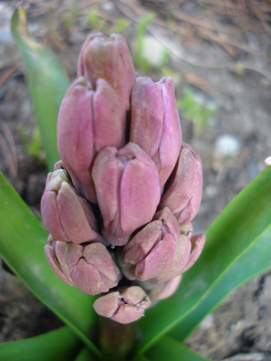 Hyacinthus_Zambila (2010, March 26) - 03 Garden in March