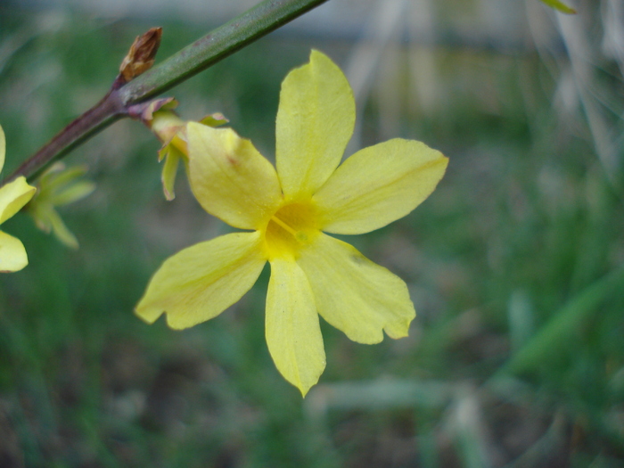 Jasminum nudiflorum (2010, March 26) - 03 Garden in March