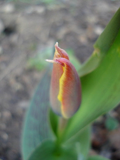 Tulipa Stresa (2010, March 26) - 03 Garden in March