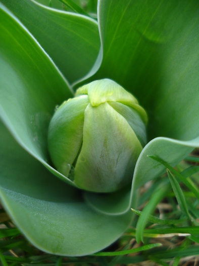 Tulip_Lalea (2010, March 29) - 03 Garden in March