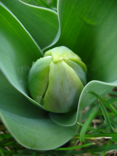 Tulip_Lalea (2010, March 29)