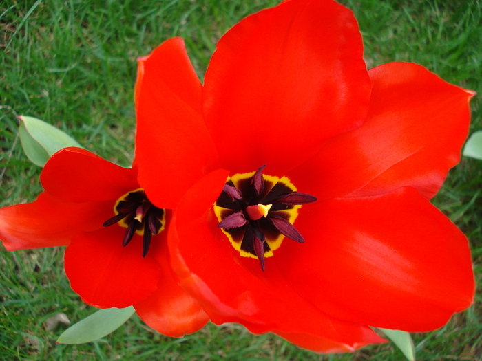 Tulipa Madame Lefeber (2010, April 03)