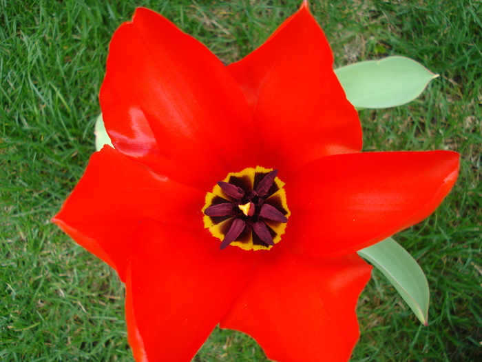 Tulipa Madame Lefeber (2010, April 03)