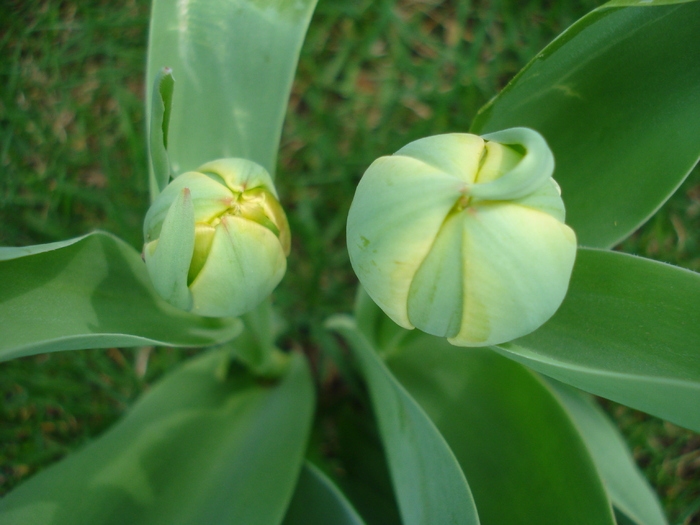 Tulip buds_Lalele (2010, April 03)