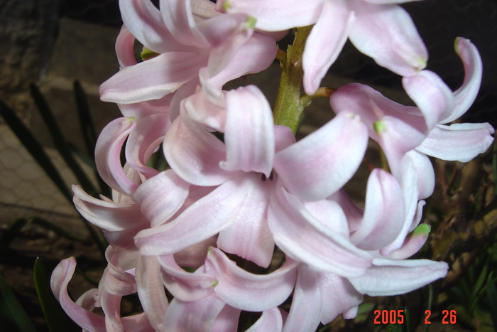 New Folder 2 126 - flori de primavara