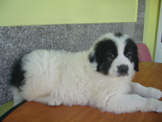 LUIZA