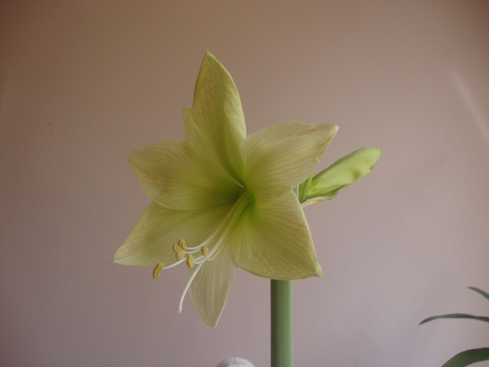 lemon lime - HIPEASTRUM-amaryllis