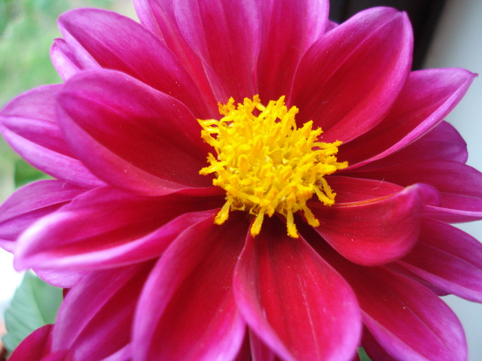 Dahlia Mignon (2010, April 05) - Dahlia Mignon