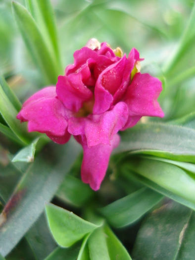 Dianthus x Allwoodii (2010, April 03) - Dianthus x Allwoodii