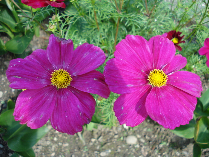 Cosmos bipinnatus, pink - Minimundus