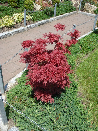Acer palmatum; artar japonez. minimundus.at.
