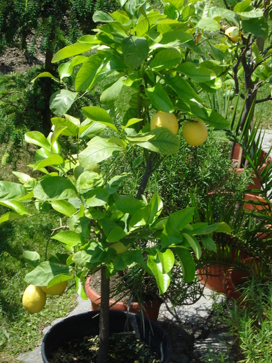 Lemon tree, lamai - Minimundus