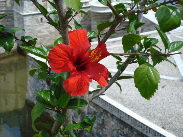 Hibiscus rosu; minimundus.at.
