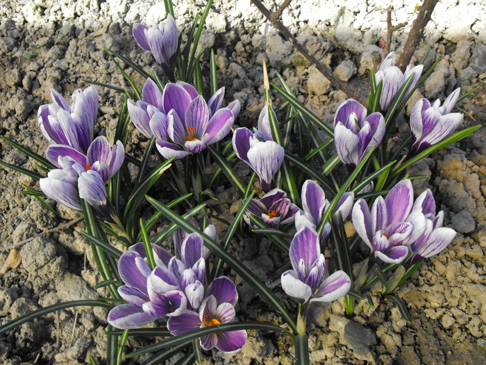  - CROCUSI 2010