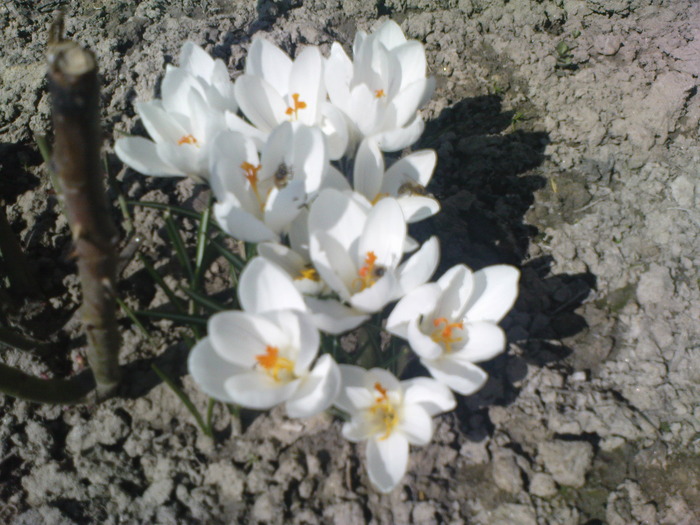  - CROCUSI 2010