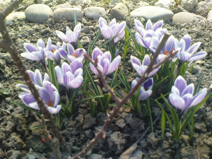  - CROCUSI 2010