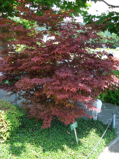 Acer palmatum; artar japonez. minimundus.at.
