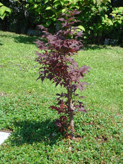 Acer palmatum; artar japonez. minimundus.at.
