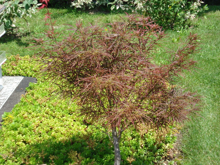 Acer palmatum - Minimundus