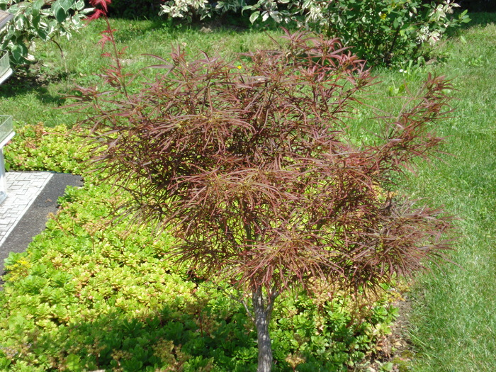 Acer palmatum; artar japonez. minimundus.at.
