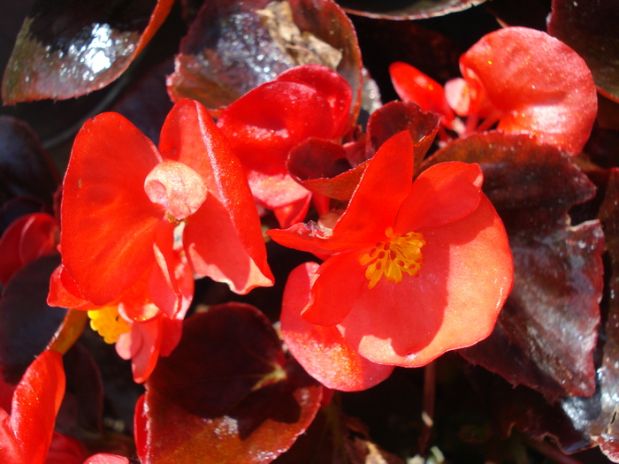 Begonia cerata semperflorens - Minimundus