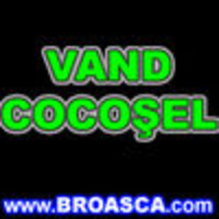 avatare_poze_vand_cocosel - avatare