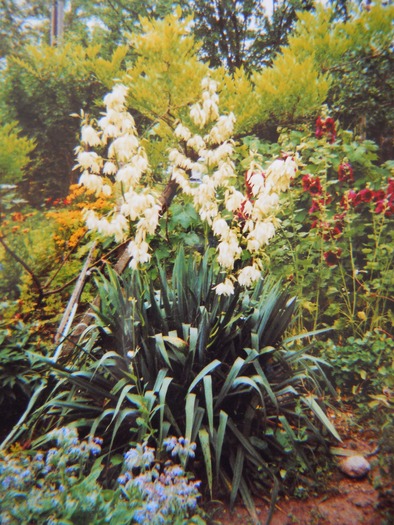 yuca de gradina - 2  flori 2009