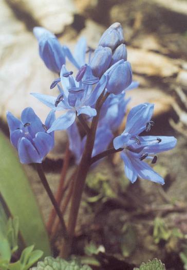 viorele - pt tenhina