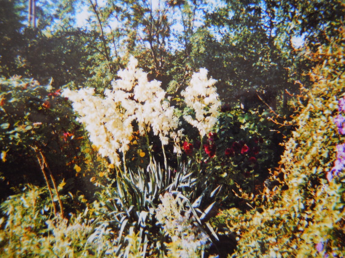 yuca de gradina - 2  flori 2009
