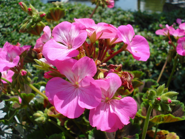 Pink Geranium, muscata; minimundus.at.
