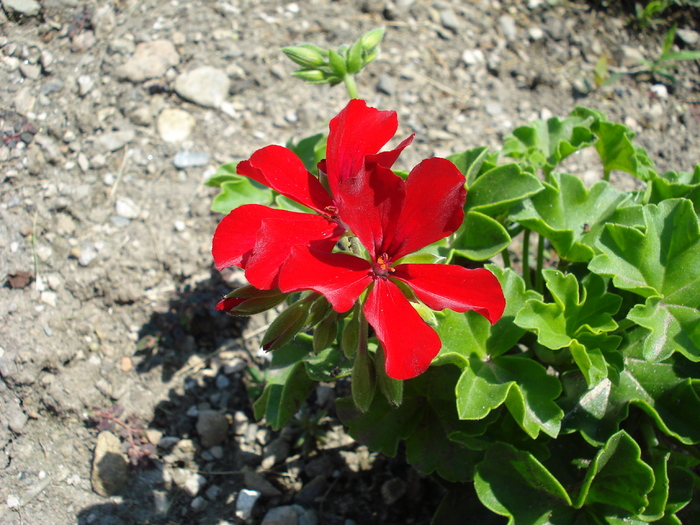 Red Geranium, muscata - Minimundus