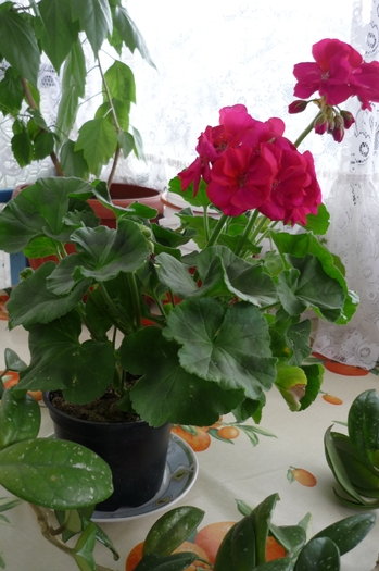 achizitionata de Florii, 2010